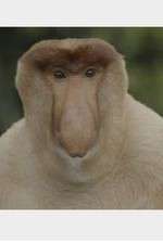 Watch Wildest Islands of Indonesia M4ufreemovies